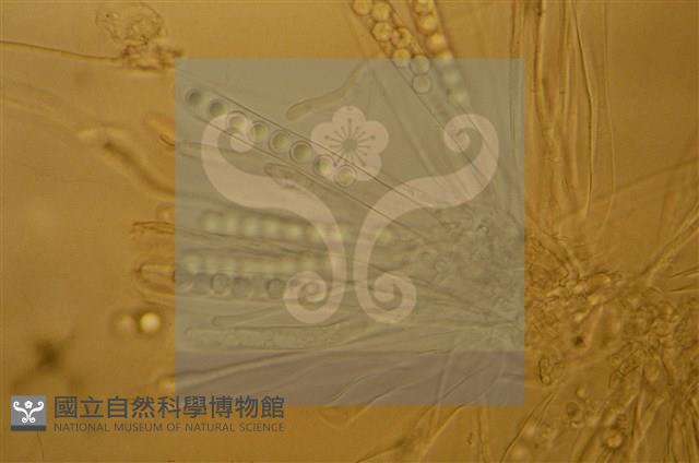 Accession Number:F0012872 Collection Image, Figure 4, Total 11 Figures