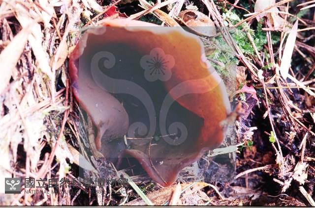 登錄號:F0007667藏品圖，第5張