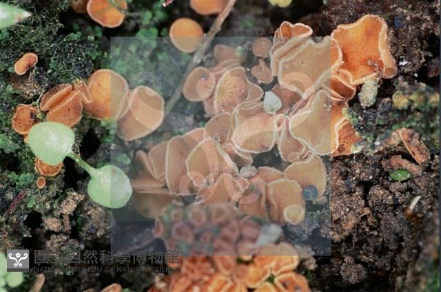 登錄號:F0009827藏品圖，第5張