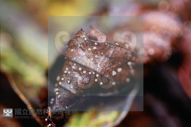 登錄號:F0015027藏品圖，第4張