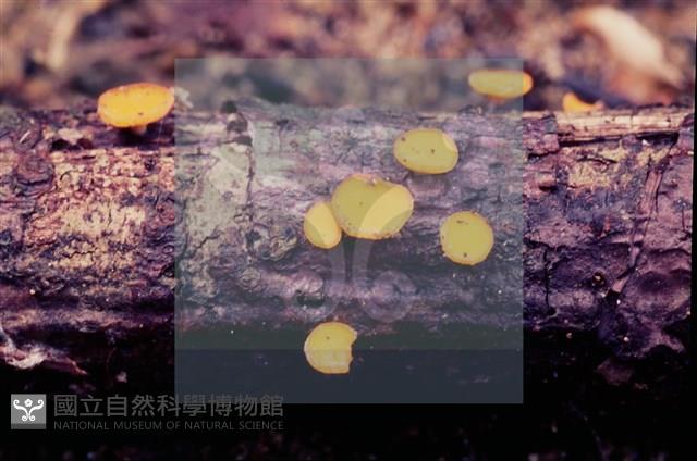 登錄號:F0004707藏品圖，第8張