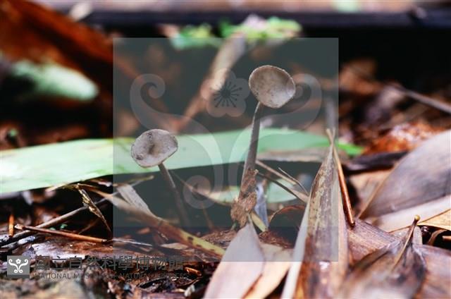 登錄號:F0018647藏品圖，第5張