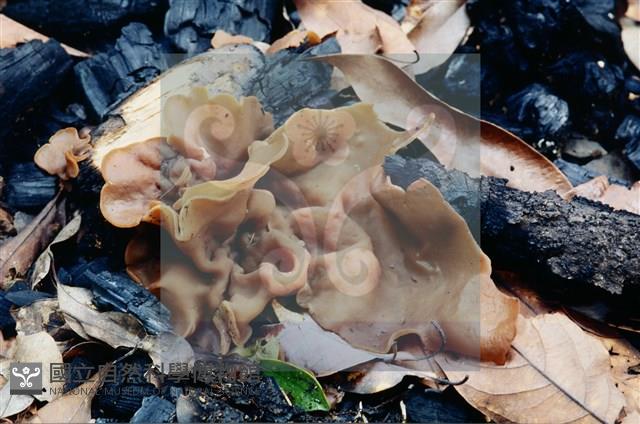 登錄號:F0003447藏品圖，第5張