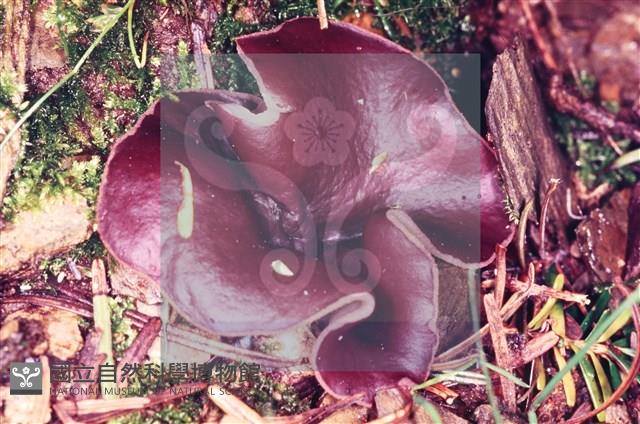 登錄號:F0002597藏品圖，第5張