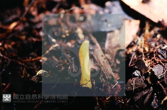 登錄號:F0014665藏品圖，第5張