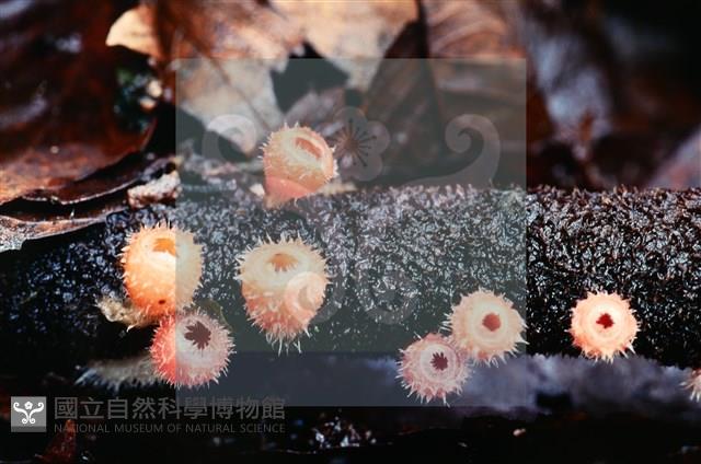 登錄號:F0004565藏品圖，第5張