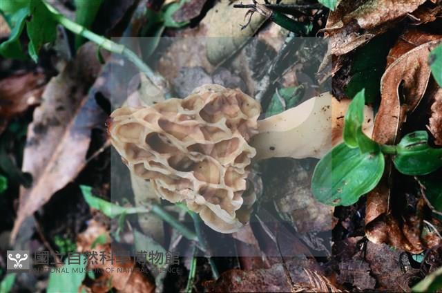 美味羊肚菌藏品圖，第5張