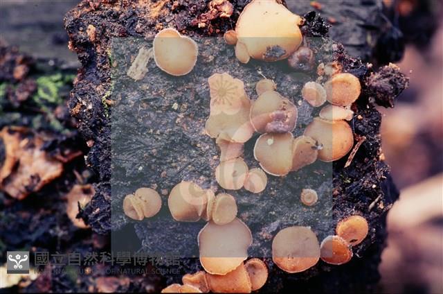 登錄號:F0005125藏品圖，第5張