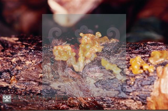 Accession Number:F0005705 Collection Image, Figure 5, Total 5 Figures