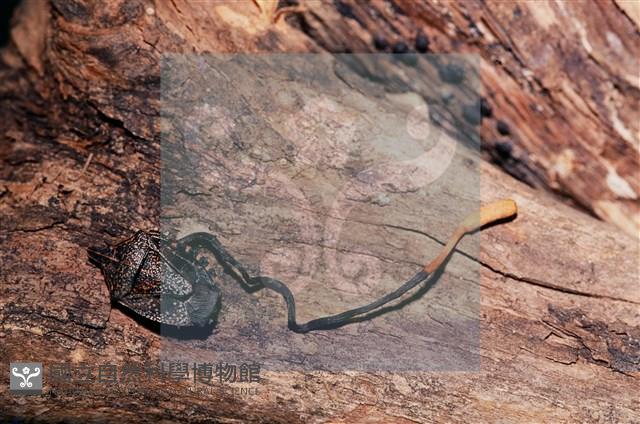 登錄號:F0011315藏品圖，第6張