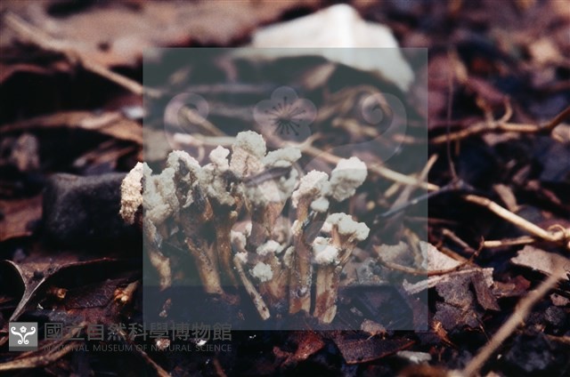 登錄號:F0003455藏品圖，第5張