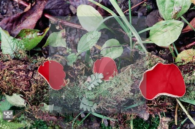 登錄號:F0005395藏品圖，第5張