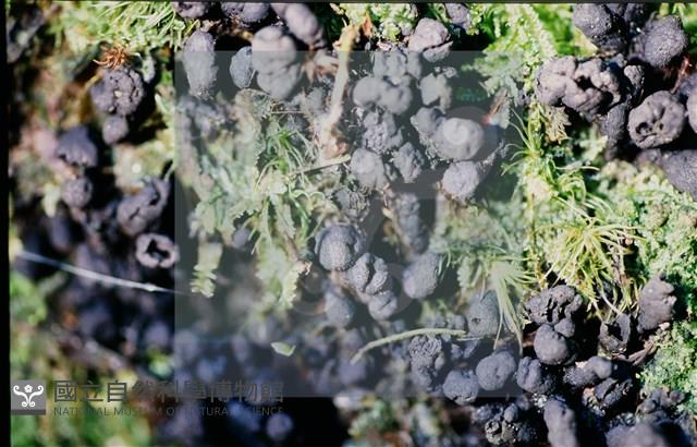 炭角菌屬藏品圖，第5張