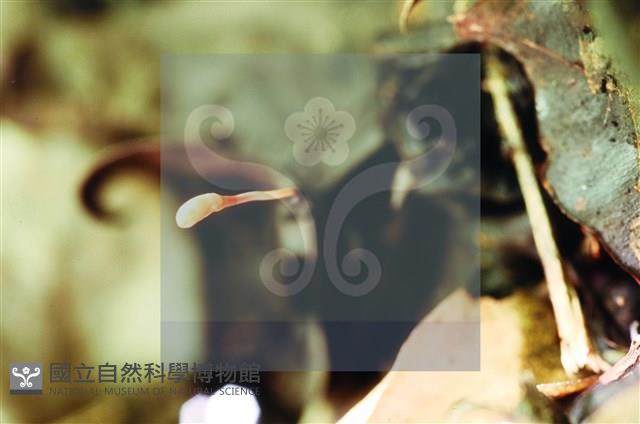 登錄號:F0005135藏品圖，第5張