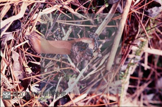 登錄號:F0004569藏品圖，第5張