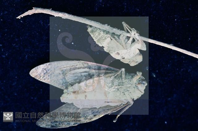 登錄號:F0010369藏品圖，第5張