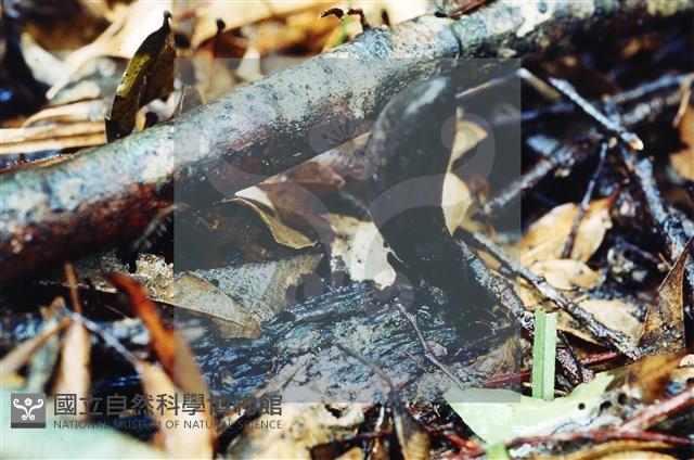 登錄號:F0009859藏品圖，第5張