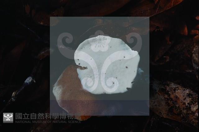 登錄號:F0004059藏品圖，第5張