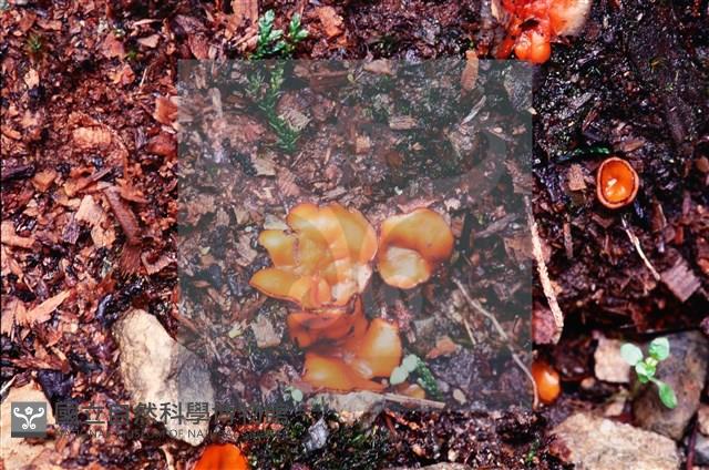 登錄號:F0005149藏品圖，第4張