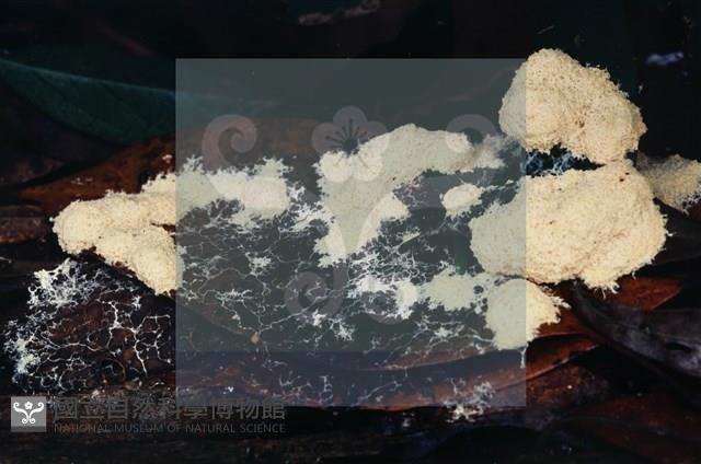 登錄號:F0015049藏品圖，第4張