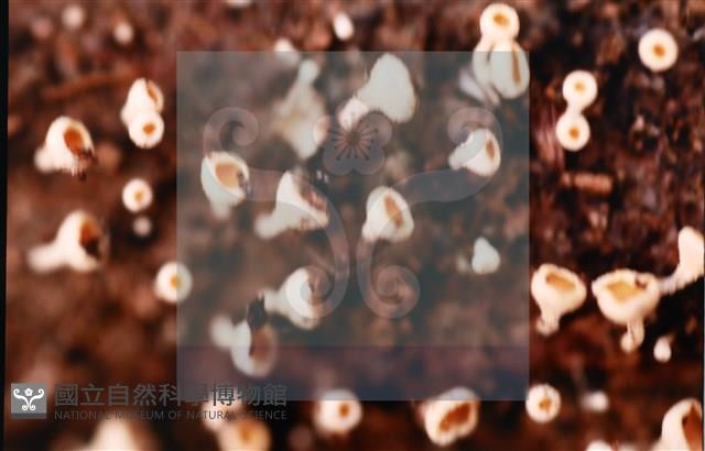 登錄號:F0005699藏品圖，第6張