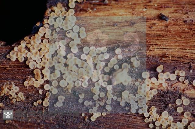 登錄號:F0017889藏品圖，第5張