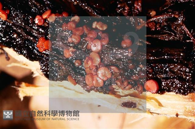 登錄號:F0015039藏品圖，第5張