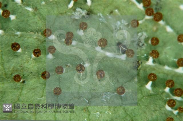 登錄號:F0009823藏品圖，第4張