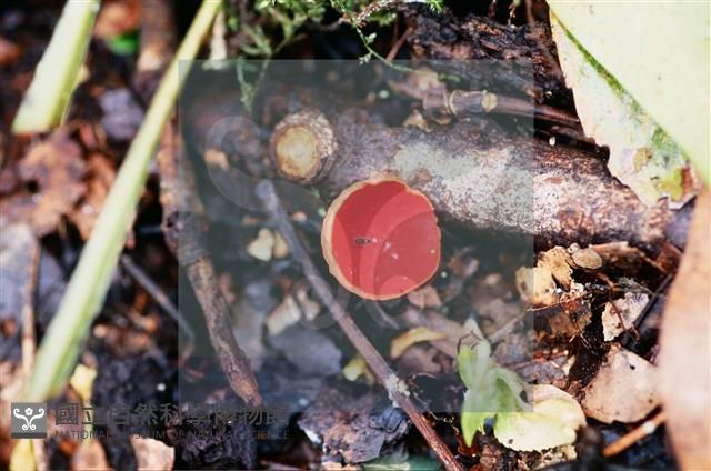 登錄號:F0015523藏品圖，第5張