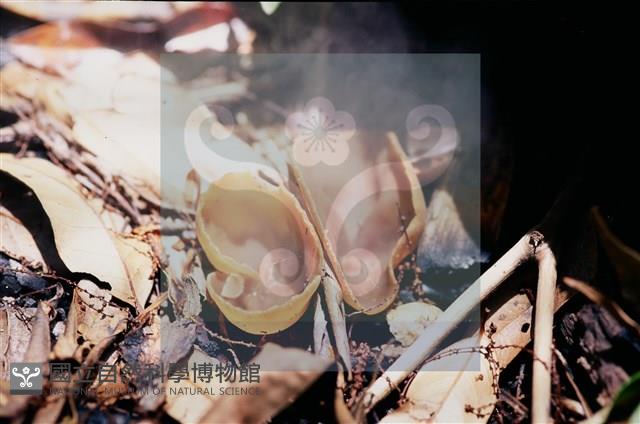 登錄號:F0011303藏品圖，第5張