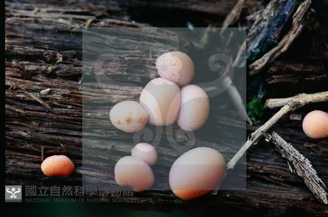 登錄號:F0015543藏品圖，第4張