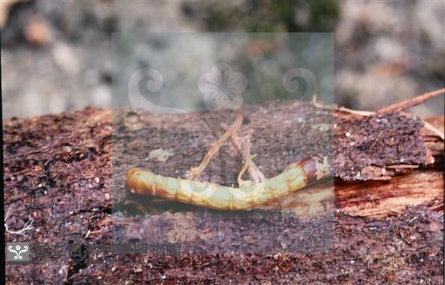 登錄號:F0013893藏品圖，第5張