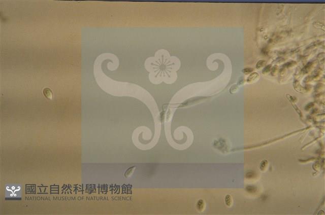 登錄號:F0010183藏品圖，第5張