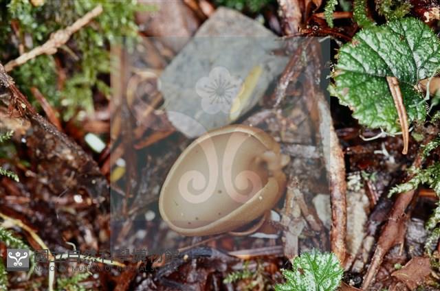 登錄號:F0002133藏品圖，第5張