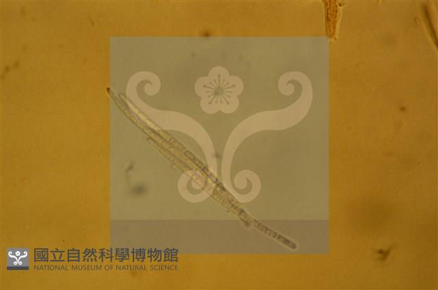 登錄號:F0012873藏品圖，第5張