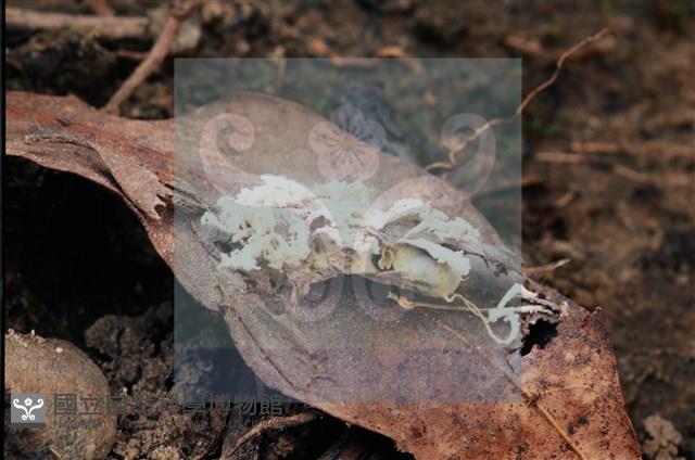 登錄號:F0009873藏品圖，第5張