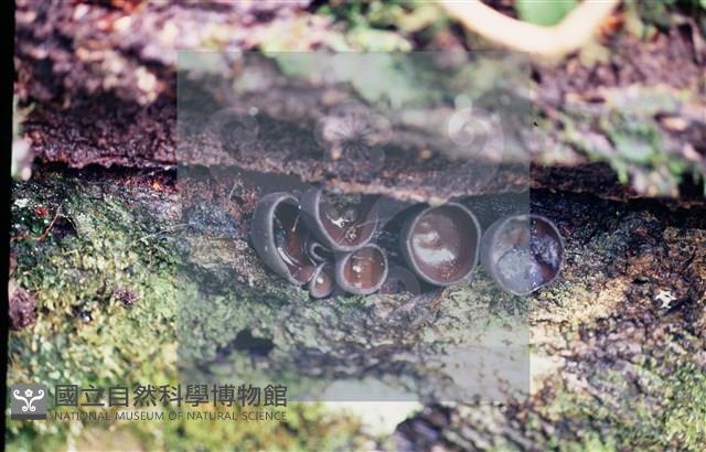 登錄號:F0013873藏品圖，第5張