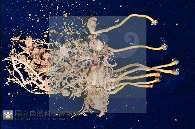 登錄號:F0005673藏品圖，第5張