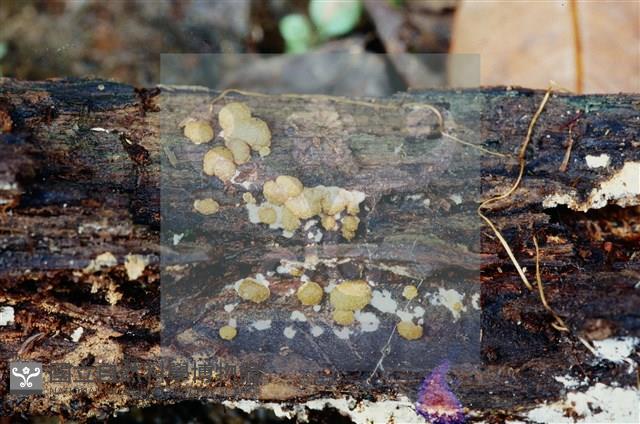 登錄號:F0004073藏品圖，第4張