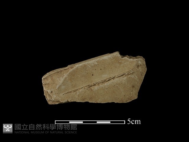 帶加工痕石材藏品圖，第2張