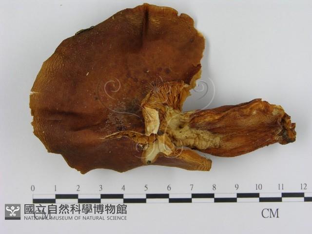 登錄號:F0008228藏品圖，第1張