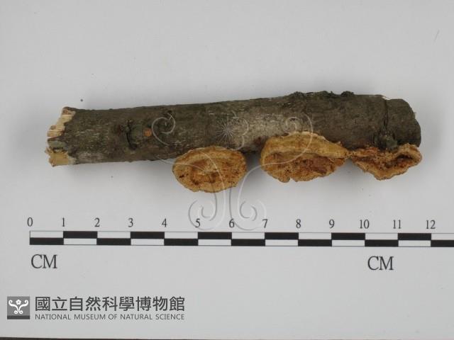 登錄號:F0001228藏品圖，第1張