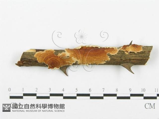 登錄號:F0004228藏品圖，第1張