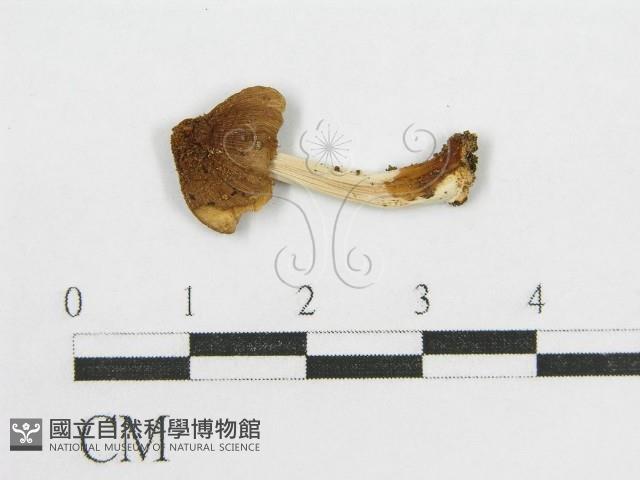 登錄號:F0005228藏品圖，第1張