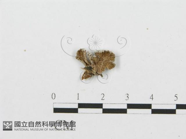 裂褶菌藏品圖，第1張
