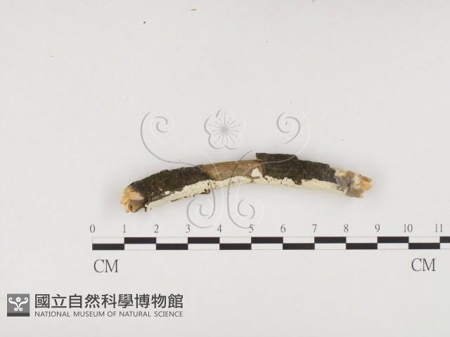 冇骨消絲齒菌藏品圖，第1張