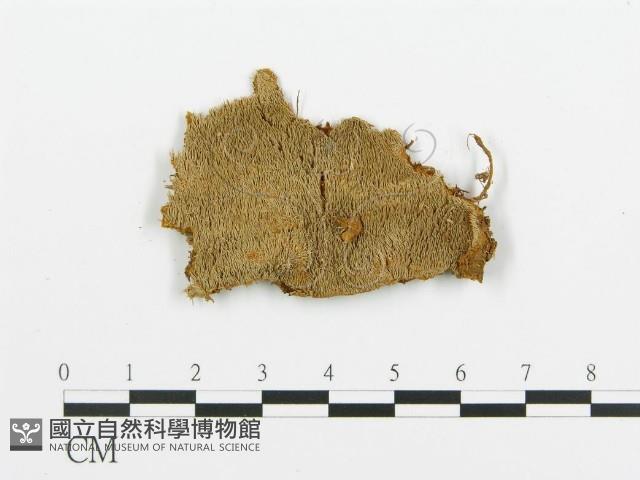登錄號:F0009428藏品圖，第1張