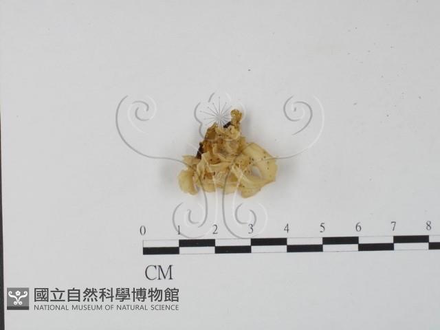 登錄號:F0008528藏品圖，第1張