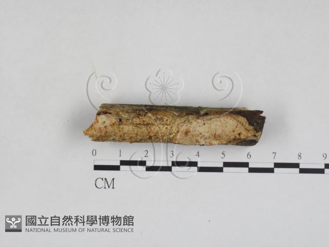 登錄號:F0028128藏品圖，第1張