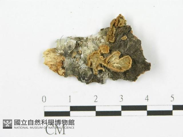 裂褶菌藏品圖，第1張
